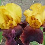 Iris germanica 'Supreme Sultan' - 