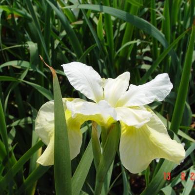 Iris sibirica 'White Swirl' - Iris sibirica 'White Swirl'