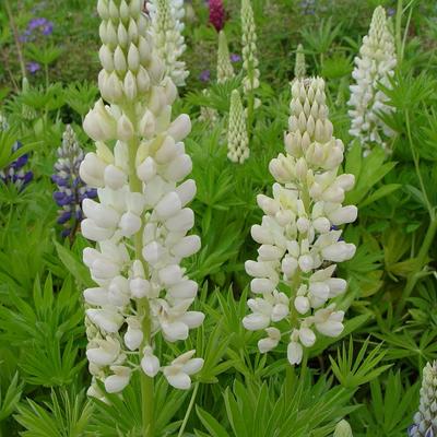 Lupinus russell 'Noble Maiden' - Lupinus russell 'Noble Maiden'