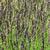 Molinia caerulea subsp. caerulea 'Dauerstrahl'