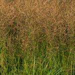 Molinia caerulea subsp. arundinacea 'JS Witches Broom' - Molinia caerulea subsp. arundinacea 'JS Witches Broom'
