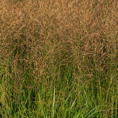 Molinia caerulea subsp. arundinacea 'JS Witches Broom' - Molinia caerulea subsp. arundinacea 'JS Witches Broom'