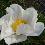 Paeonia lactiflora 'Krinkled White' - 