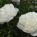 Paeonia lactiflora 'Shirley Temple' - Paeonia lactiflora 'Shirley Temple'