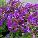 Phlox paniculata 'Violet FLAME' - 