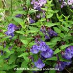 Scutellaria scordiifolia - 