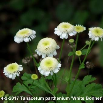Tanacetum parthenium 'White Bonnet'