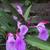 Roscoea purpurea 'Spice Island'