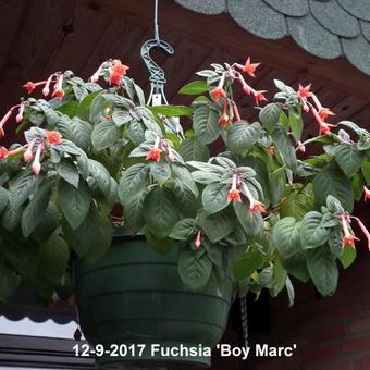 Fuchsia 'Boy Marc'