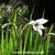Gladiolus murielae