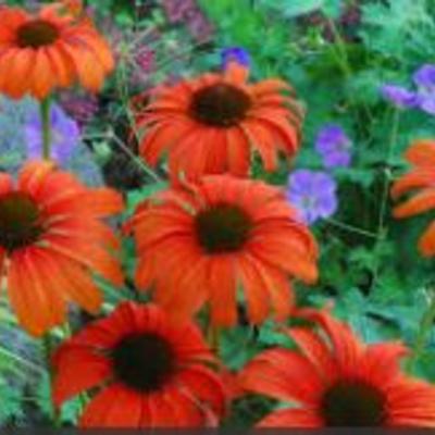 Echinacea purpurea 'Tangerine Dream' - Echinacea purpurea 'Tangerine Dream'