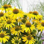 Echinacea SUNSEEKERS 'Yellow' - 