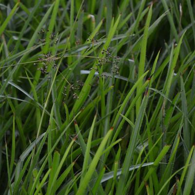 Laîche des bois - Carex sylvatica