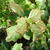 Hydrangea quercifolia 'Amethyst'