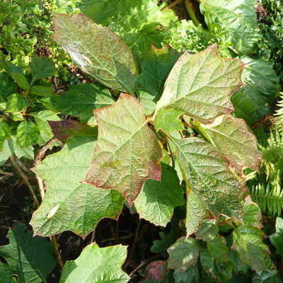 Hydrangea quercifolia 'Amethyst' - Hydrangea quercifolia 'Amethyst'