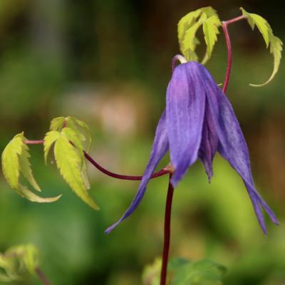 Clematis 'Country Rose' - 