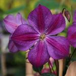 Clematis  'Star of India' - 