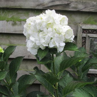 Hydrangea macrophylla 'Mme Emile Mouillère'