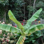 Musa sikkimensis - Darjeeling-Banane