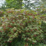 Acer palmatum 'Chitose-yama' - 