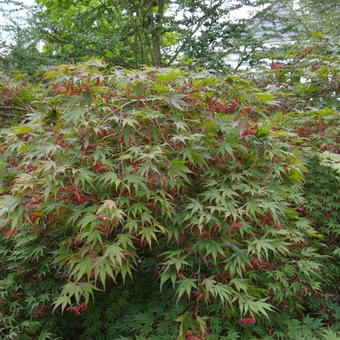 Acer palmatum 'Chitose-yama'