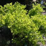 Acer palmatum 'Aoyagi' - 