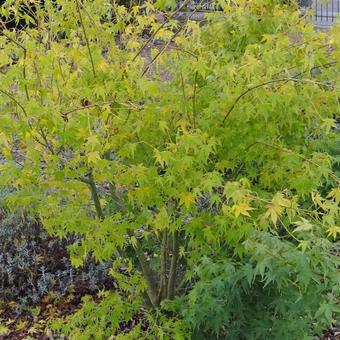 Acer palmatum 'Aoyagi'
