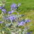 Caryopteris x clandonensis 'Heavenly Blue'