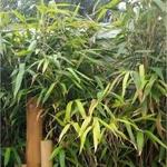 Pseudosasa japonica - Bambou du Japon