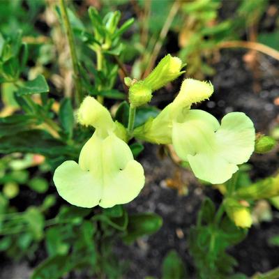 Salvia greggii 'Sungold' - 