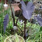 Colocasia esculenta 'Black Magic' - 