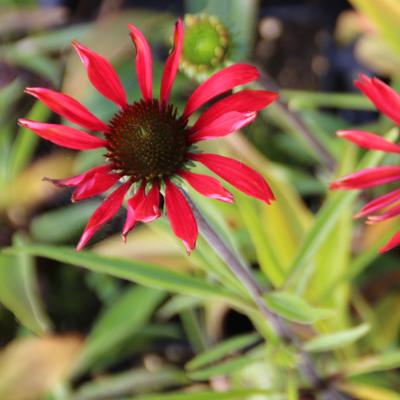 Echinacea tennesseensis 'Dixie Scarlet' - 