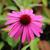 Echinacea purpurea 'Primadonna Deep Rose'