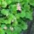 Saxifraga cortusifolia 'Cheap Confections'