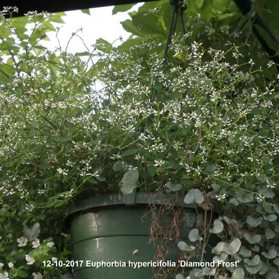 Euphorbia hypericifolia 'Diamond Frost' - 