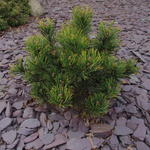 Pinus mugo 'Winter Gold' - 