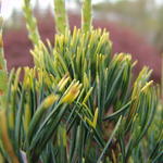 Pinus parviflora 'Fukai' - 