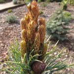 Pinus parviflora 'Fukuzumi' - 