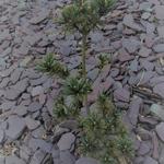 Pinus parviflora 'Beran' - 