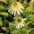 Echinacea purpurea 'White Double Delight'