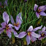 Crocus sativus - CROCUS BOTANISCH SATIVUS, HERFSTBLOEIEND