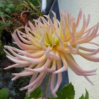Dahlia 'Alfred Grille'