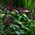 Fuchsia paniculata