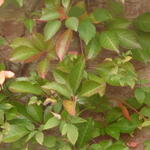 Parthenocissus henryana - Chinesische Jungfernrebe