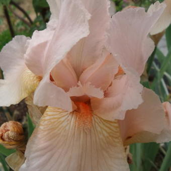 Iris germanica 'Constant Wattez'