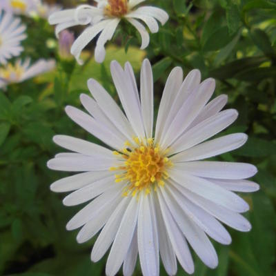 Aster - 