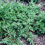 Juniperus communis 'Repanda' - 