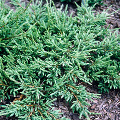Juniperus communis 'Repanda' - Juniperus communis 'Repanda'