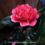 Camellia japonica 'Volunteer' - 