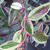 Leucothoe fontanesiana 'Rainbow'